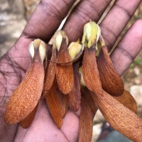 Shorea dyeri Thwaites ex Trimen